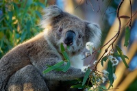 Koala - Phascolarctos cinereus o2789